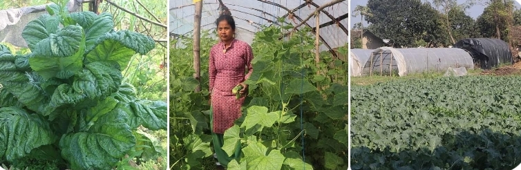 ब्यावसायिक तरकारि खेतिमा आकर्षित हुँदै कन्चनपुरका किसान