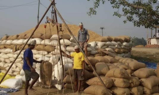 खाध्य व्यापार कम्पनीले कञ्चनपुरमा धान खरिद सुरु गर्यो।