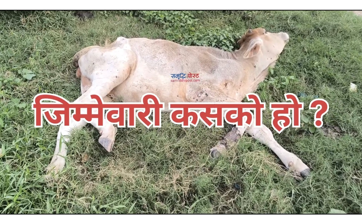सडकमा छाडिएका पशु चौपाया हेर्ने जिम्मेवारी कसको ?