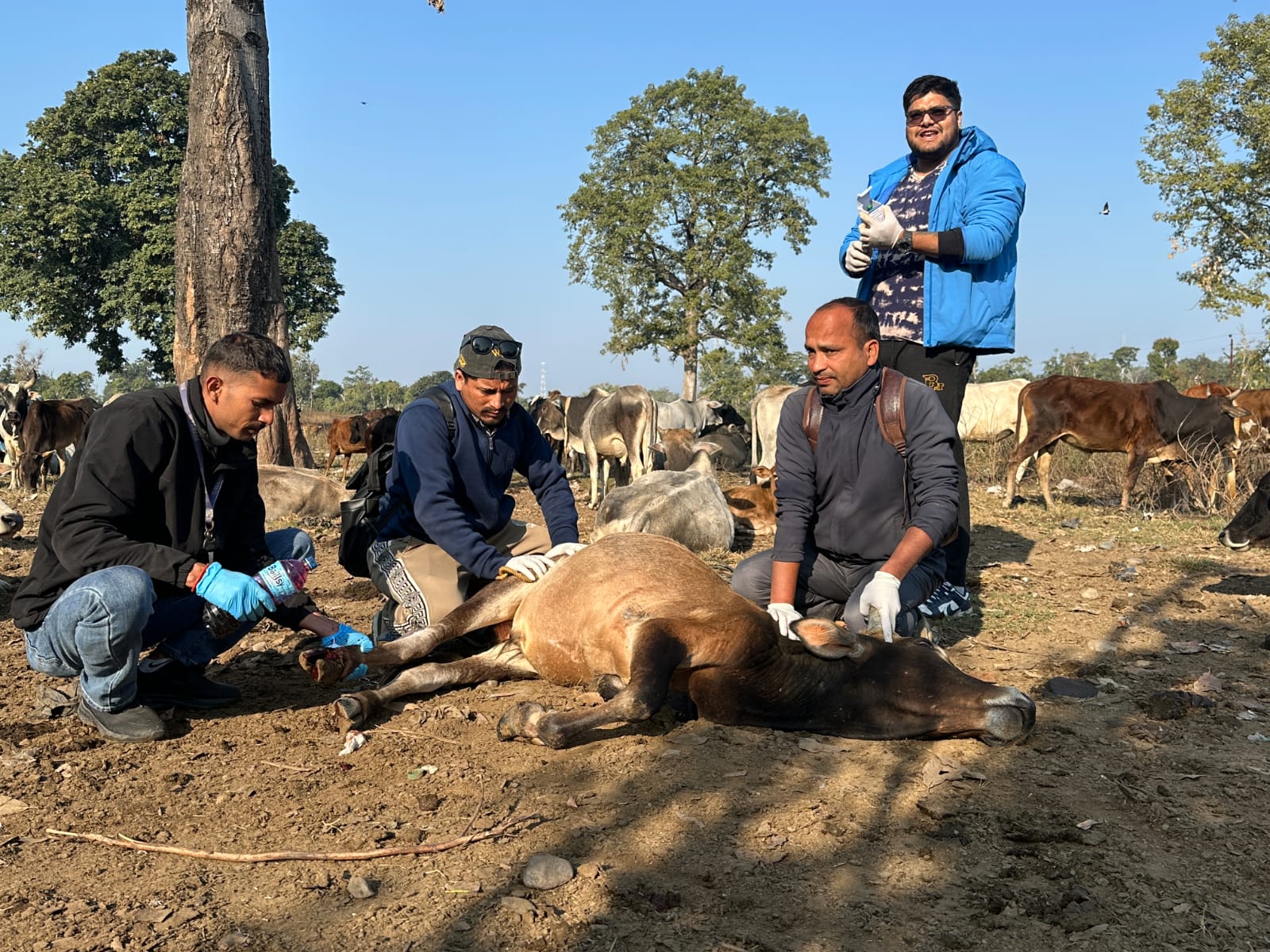 भीमदत्तमा छाडा पशु चौपायाको उपचार हुँदै
