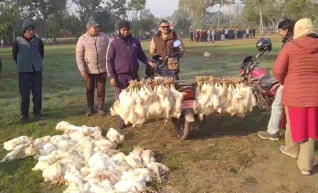 कञ्चनपुरमा अवैध कुखुरा तस्करी हुँदै