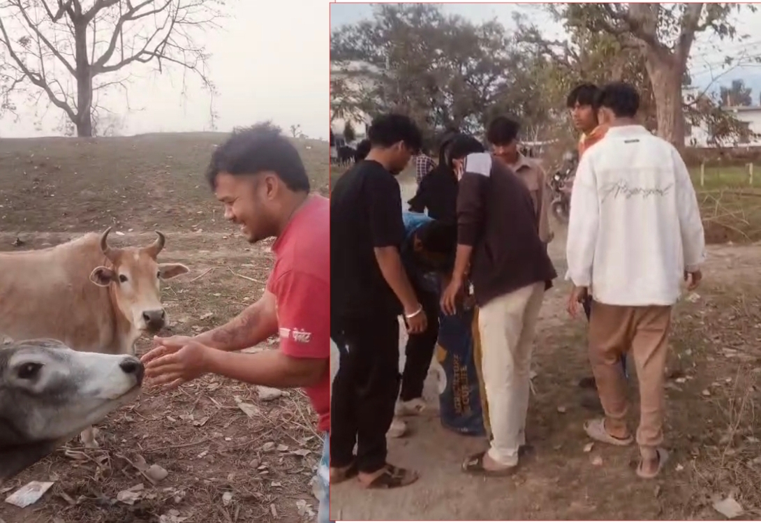 सरकारको लगानी बालुवामा पानी, छाडा पशु चौपाया अलपत्र दुर्घटनाको जोखिम, युवाहरूले गरे गुड खुवाए ।।