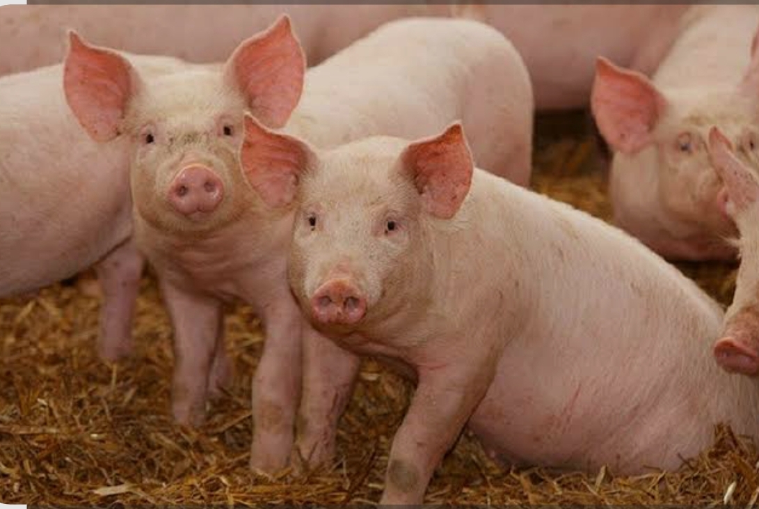 बङ्गुरमा अफ्रिकन स्वाइन फिभरको खतरा, यस्ता हुन सक्छन् लक्षण ।