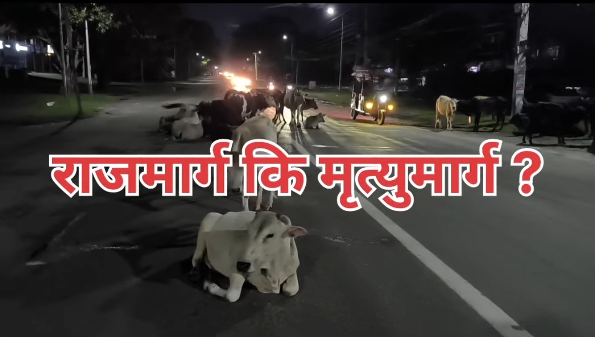 छाडा पशु चौपायामा पालिका र प्रदेश सरकारको लगानी बालुवामा पानी