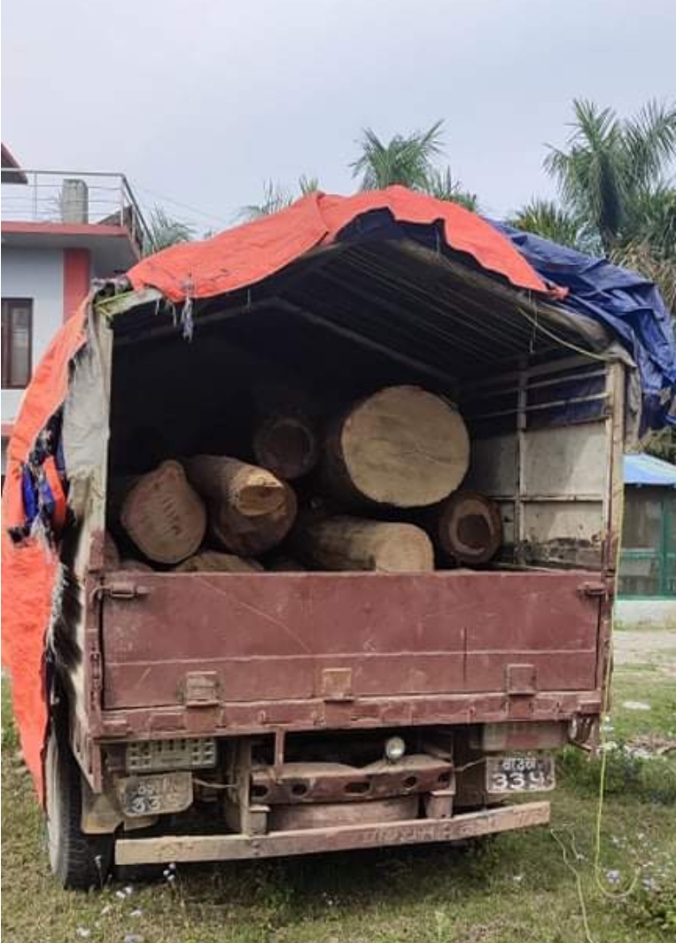 कृष्णपुरमा फेरि वन काटियाे, भेटियाे काठ