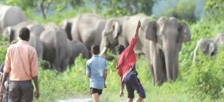 जंगली हात्तीको पिडा, बालीनाली त, परै जावस ज्यान जोगाउनै समस्या