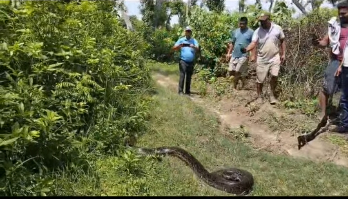 अजिङ्गर नियन्त्रणमा लिन सहयोग गर्दा कञ्चनपुरमा एकजना घाइते
