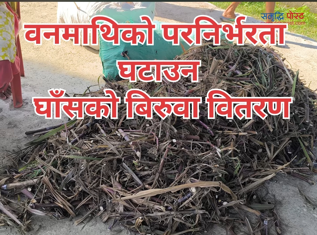 कृष्णपुरमा वनमाथिको परनिर्भरता घटाउन र पशुपंक्षी उत्पादन बढाउन घाँसको वितरण
