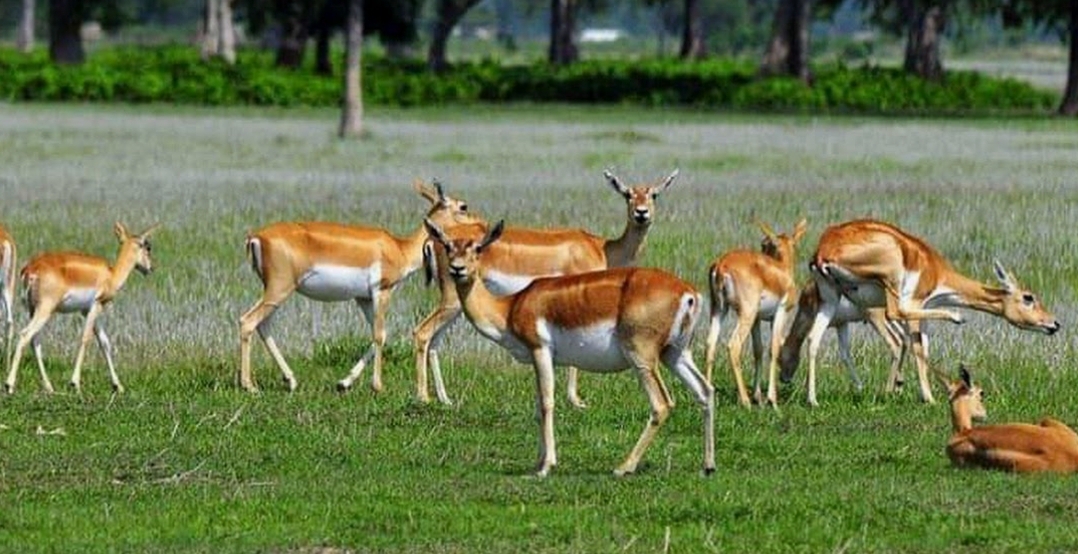 शुक्लफाँटामा खुल्याे जंगल सफारि