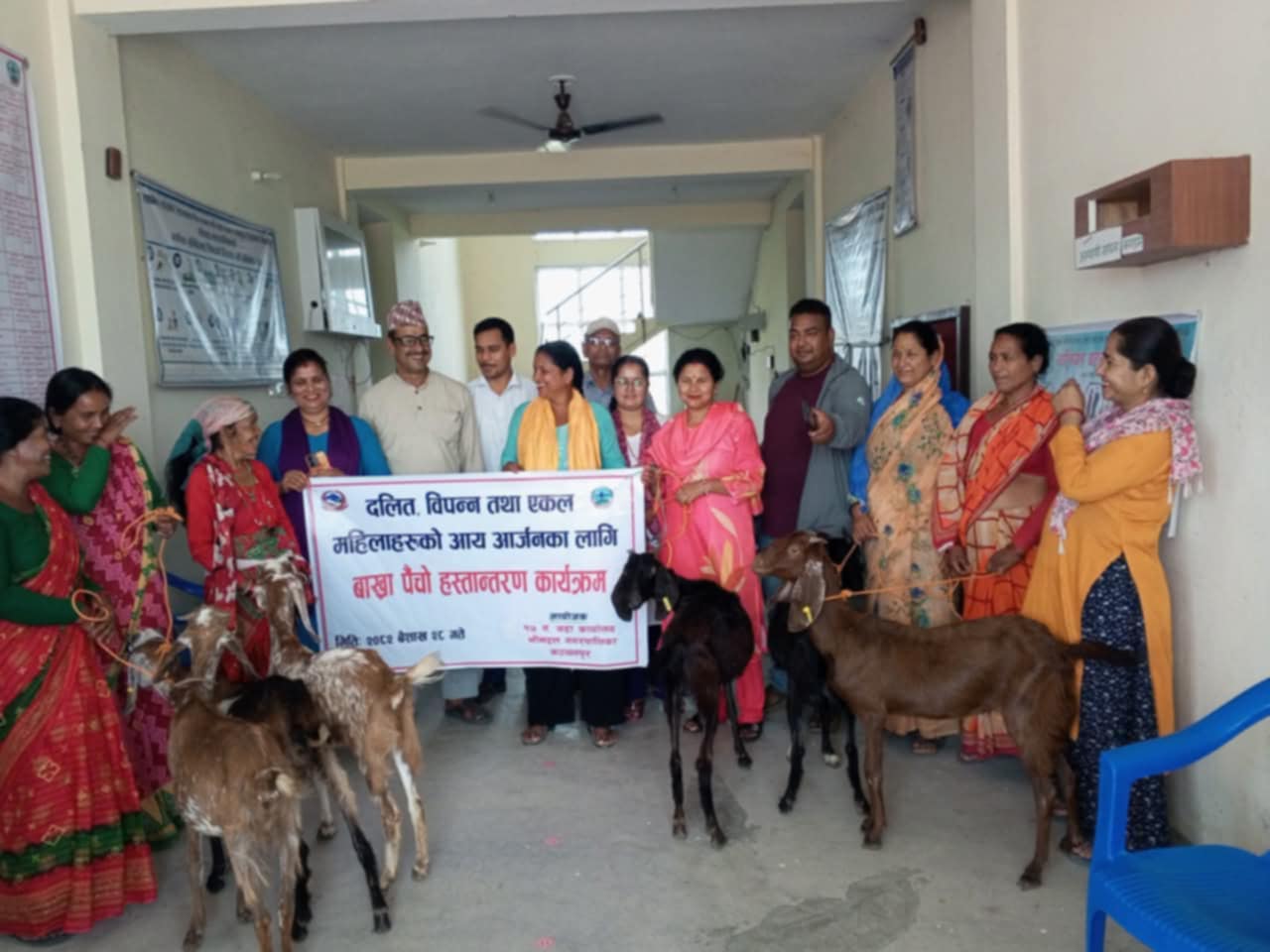 भिमदत्त १७ मा बाख्रा पाैचाे कार्यक्रम ६ बिपन्न महिलालाई बाख्रा हस्तान्तरण ।