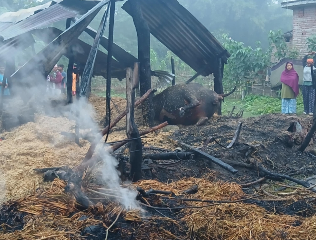 भिमदत्त १० मा आगलागी गाेठ जलेर नष्ट