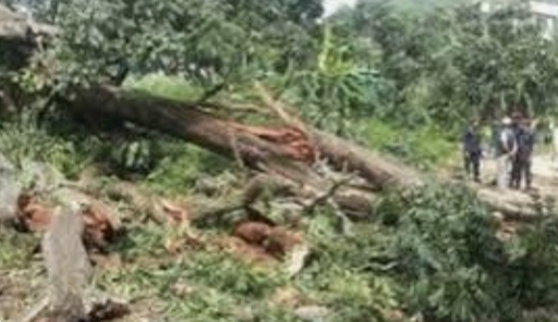 घरमा रुख ढल्दा बुहारीको मृत्यु सासु घाइते।